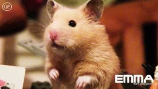 Mrs. EMMA the HAMSTER (15) LEGO play - funny Pets & Animals