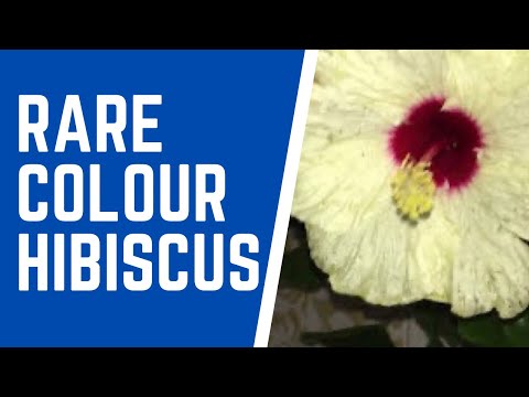 Never seen such colour of hibiscus | Beautifull white double hibiscus| white jasud | white jaswanti
