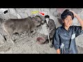 MY COW IS MISSING!