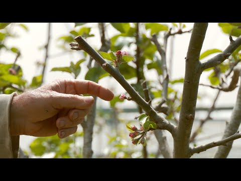 The IMPORTANCE of Summer Pruning an Apple Tree -  Part 2 of 2