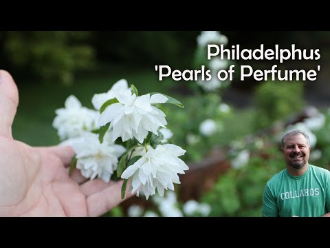 Pearls of Perfume™ Mock Orange - Philadelphus lewisii  'Pearls of Perfume™'