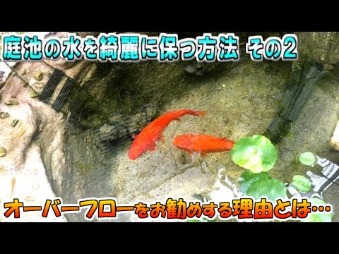 これが自然の池を正しく作成する方法です 庭の練習