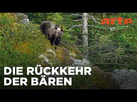 Pyrenäen - Auge in Auge mit dem Bären | 360° Reportage | ARTE Fernweh