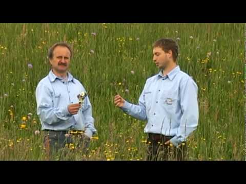 Suška banda - Snoč pa dav