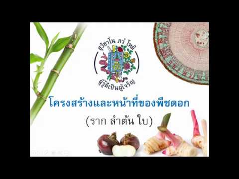 การเพิ่มขึ้นของสมาชิก การรักษาที่ดีที่สุดคือความอ่อนแอ