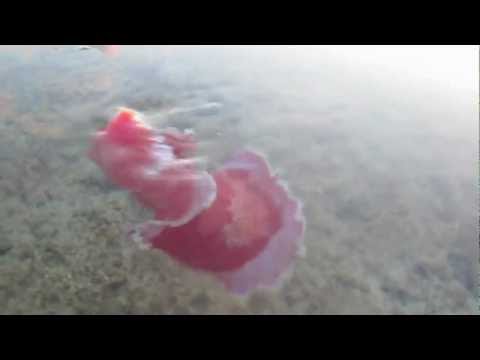 pau pau nudi 720p.mov