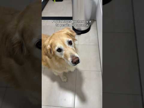 Tú también le das a tu perrito #puchero #comida #perrito #gracioso #balú #goldenretriever #viral