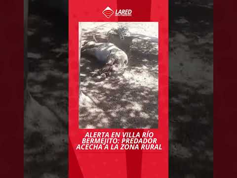ALERTA EN VILLA RÍO BERMEJITO: PREDADOR ACECHA A LA ZONA RURAL