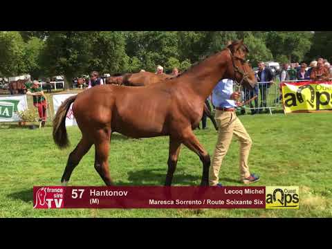 Show AQPS Lion 2017 : Lot 57 - Hantonov