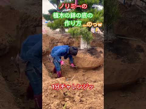 屋内および屋外の盆栽の選択とメンテナンス: 初心者でもプロのように矮性の木の世話をする  庭園