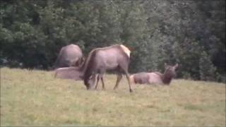 preview picture of video 'Elk Near Myrtle Point Oregon.'