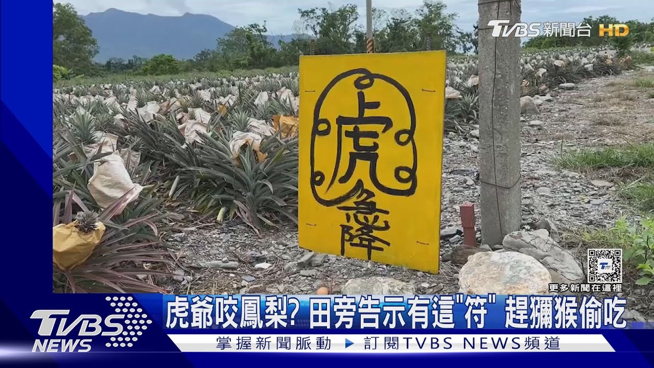 虎爺咬鳳梨？　田旁告示有這「符」趕獼猴偷吃