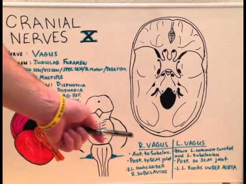Cranial Nerve X - Anatomy Video for Medical Students - USMLE Step 1