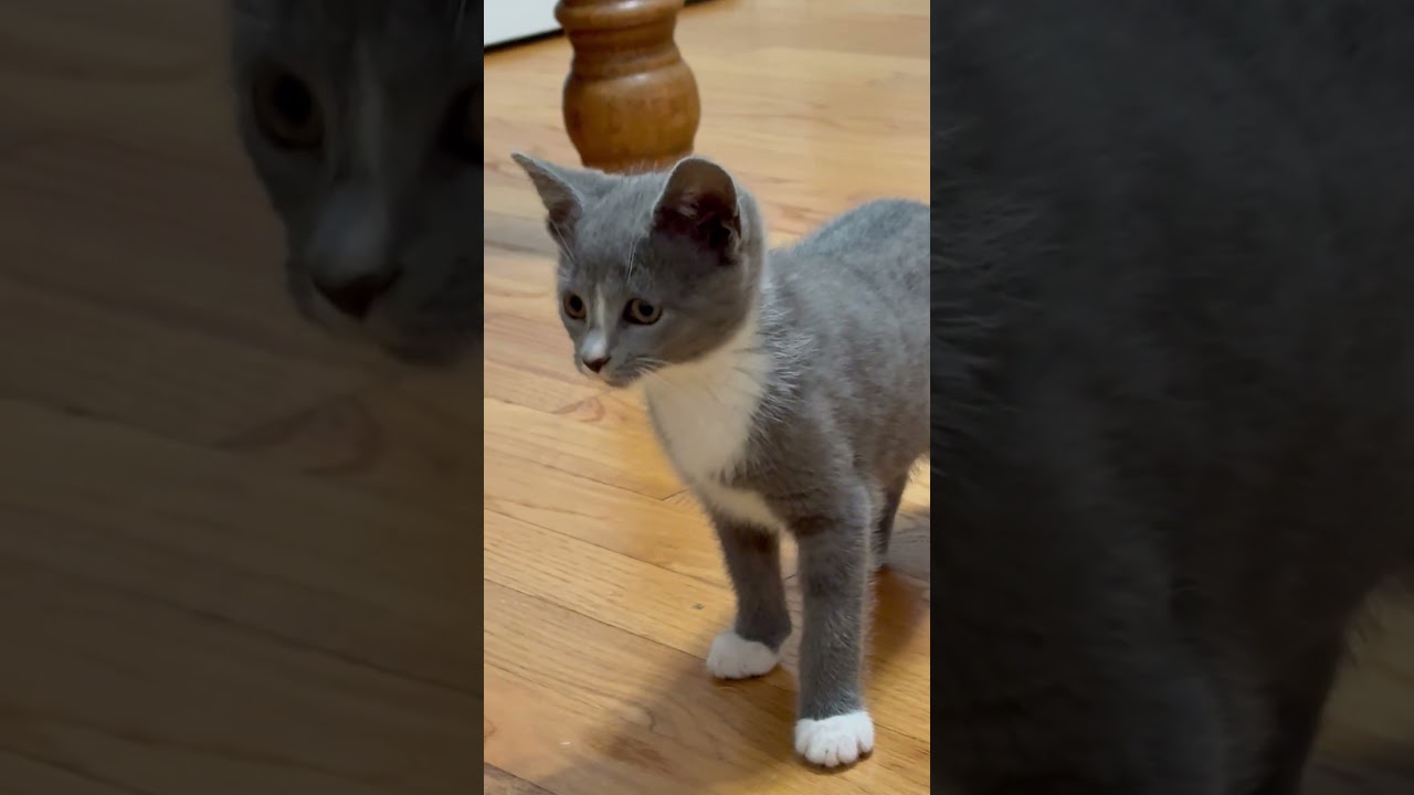 Enlarge Fluff, an adopted mixed breed in Hyattsville, MD video 2/6