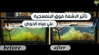 تأثير اشعة اليوفي Ultraviolet علي الجرين ووتر Green Water تجربة عملية !