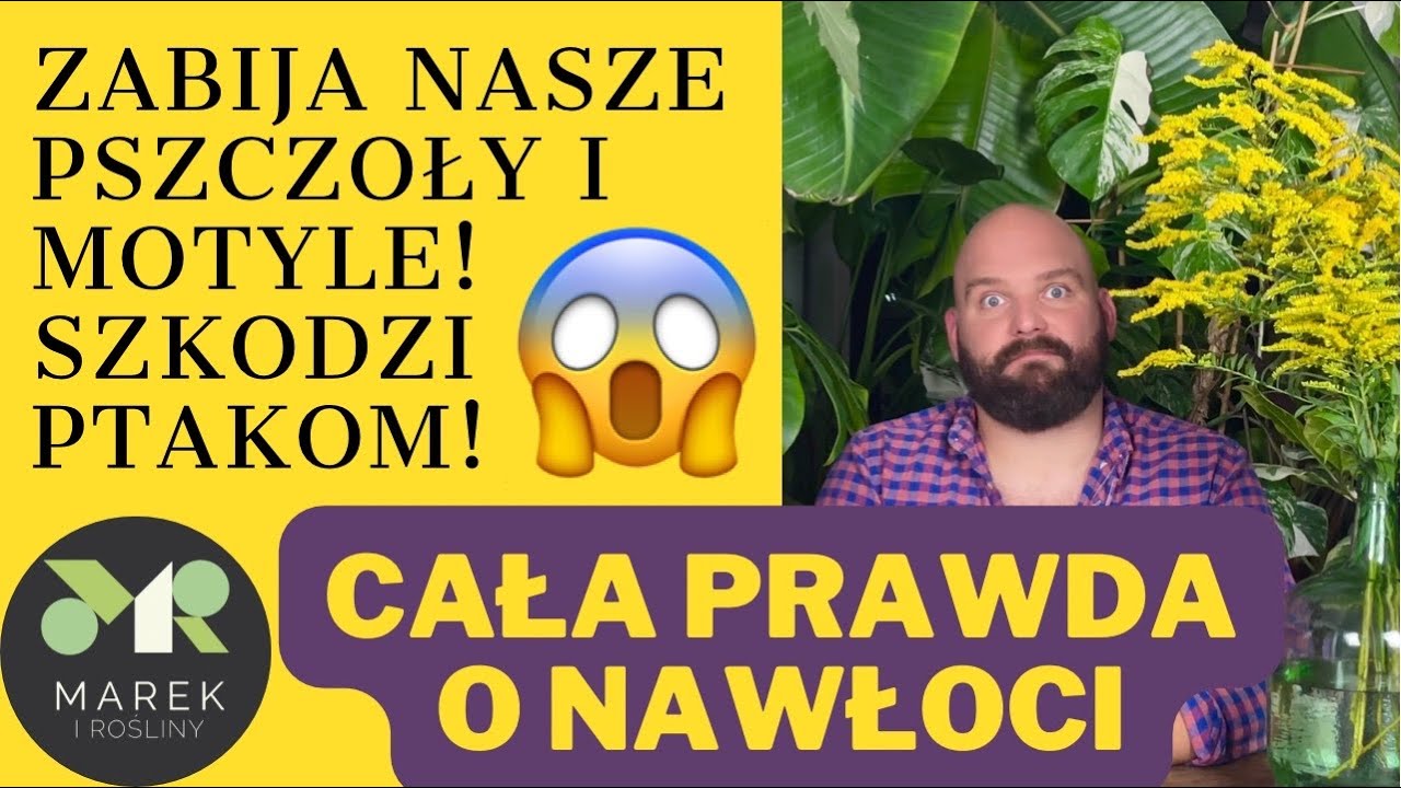 Zabójcza dla naszej przyrody nawłoć kanadyjska - cała prawda o nawłoci kanadyjskiej