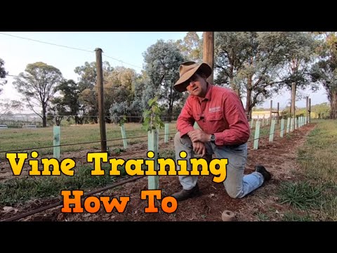 Vineyard Update   Training the Vines