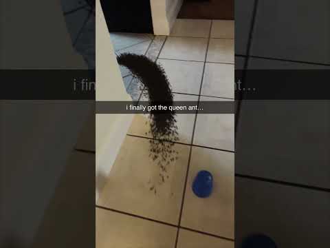 i finally got the queen ant... #shorts