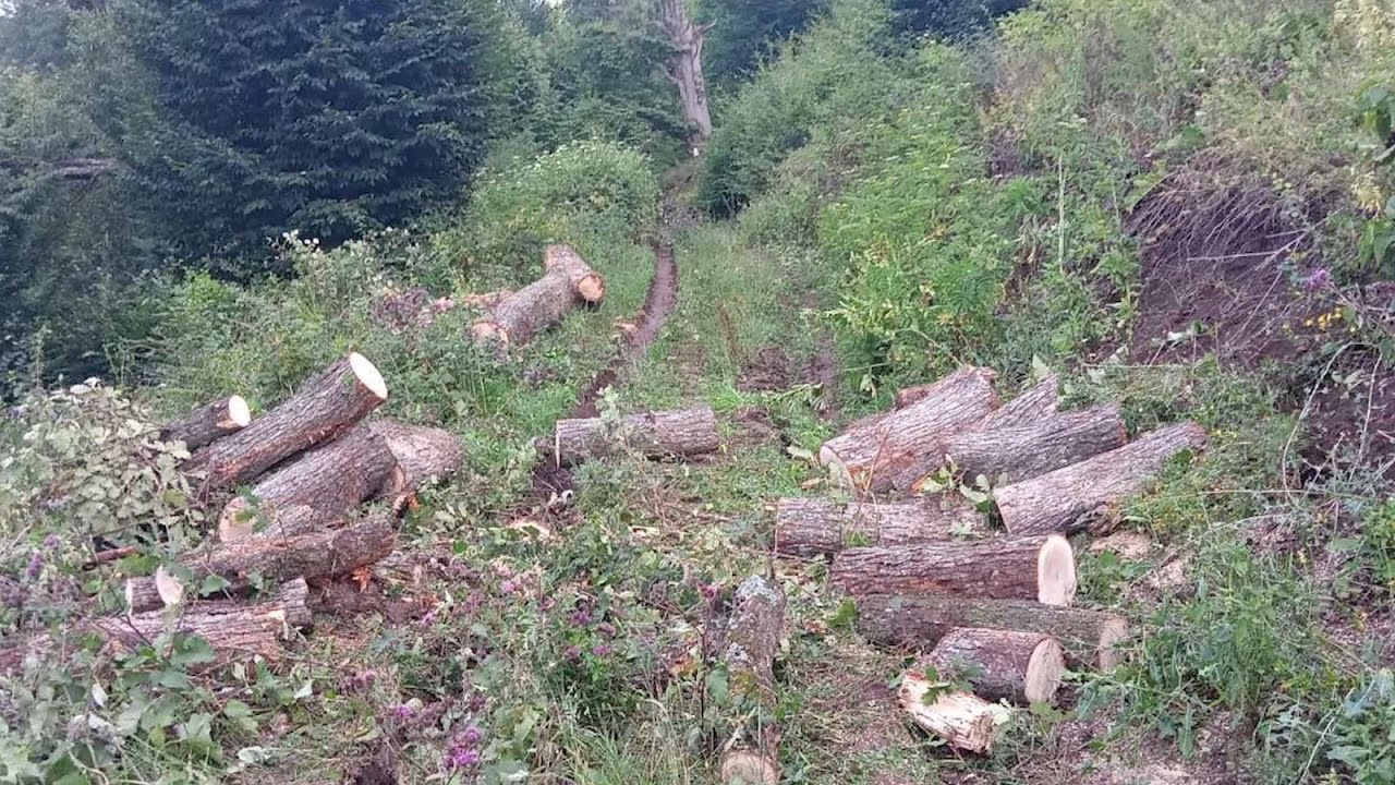 Ապօրինի ծառահատում Դսեղի անտառպետության տարածքում