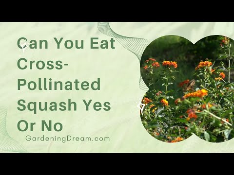 Can You Eat Cross Pollinated Squash Yes Or No