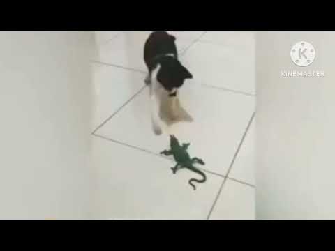 cat funny scenes #funnycats  #catvideos 🤣😂🤣