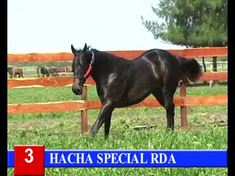 2014-GRAN REMATE HARAS RINCON DEL AGUARA - LOTE 3 - HACHA SPECIAL RDA