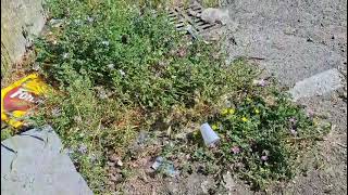 rifiuti-scarti-di-cibo-ed-arbacce-nel-piazzale-del-cimitero-ad-ariano