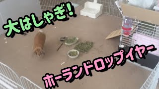 走る！跳ぶ！はしゃぐうさぎ！そして寝る。へやんぽ密着【happy bunny】