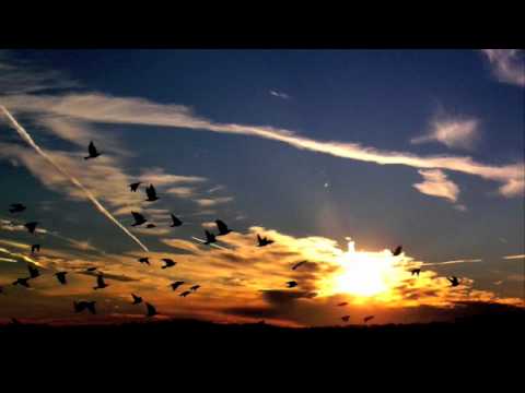 TBC & N&R Project - Flying Bird (Magdelayna's 'Final Flight' Chilldown Mix)