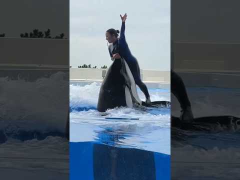 APT!Orca killer whale dance show #dolphindance #killerwhaleshow#trending#shorts#viralshorts#ytshorts