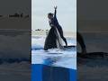 APT Orca Killer Whale Dance Show Dolphindance Killerwhaleshow Trending Shorts Viralshorts Ytshorts