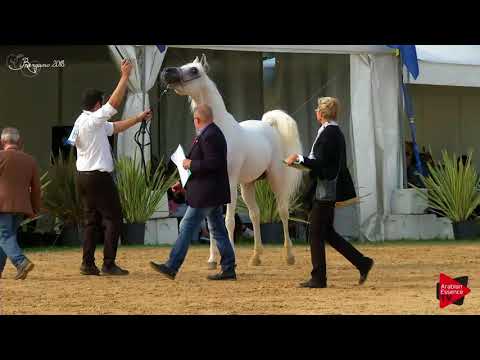 N.66 PAPY CHANDRA - Bergamo 2018 - 8 Years Old and Older Stallions (Class 10)