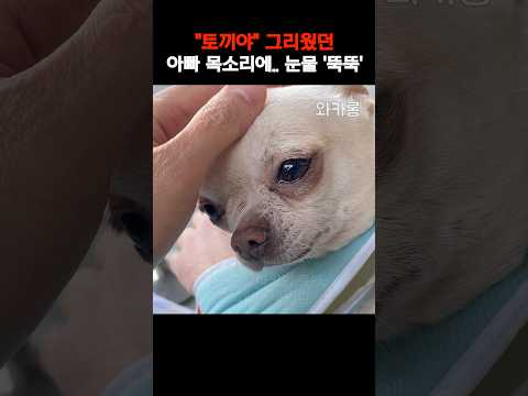 하루 아침에 헤어졌던 아빠 목소리에.. 눈물 흘리는 강아지
