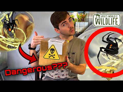 DEADLY Spider UNBOXING! SO Many WIDOWS!