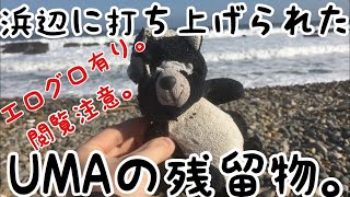 茨城はUMA残留物の宝庫でした。