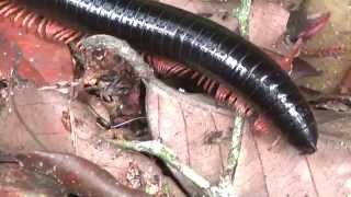 preview picture of video 'Malaysian Giant Black Millipede'
