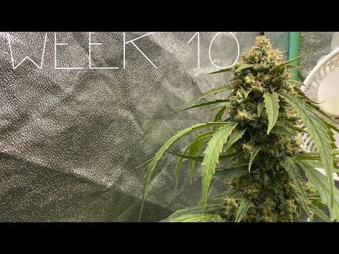 Growing autoflowers with Grow Dots! Happy frog vs happy frog coco mix! Week 10!