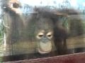 Orang Utan Station In Malaysia Sorgt Für Kritik