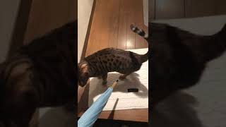 #ベンガル猫 #七ヶ月 初めて傘を見た猫の反応。