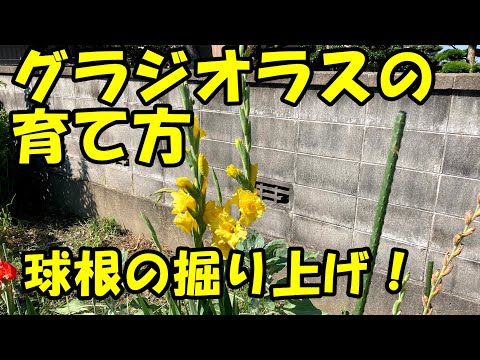 グラジオラス 植物