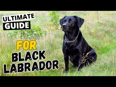 Black Labrador: Everything You Need To Know (Ultimate Guide)