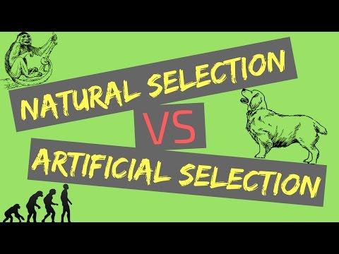 Natural Selection vs Artificial Selection | Mechanisms of Evolution