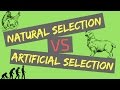 Natural Selection vs Artificial Selection | Mechanisms of Evolution