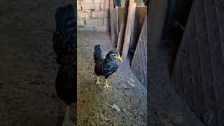 As mini garnizés filhas do Branquinho #shorts