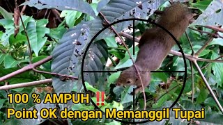 Download lagu CARA AMPUH BERBURU TUPAI MENGGUNAKAN SUARA TUPAI PEMIKAT ‼️MEMANGGIL TUPAI #43 mp3 Download lagu CARA AMPUH BERBURU TUPAI MENGGUNAKAN SUARA TUPAI PEMIKAT ‼️MEMANGGIL TUPAI #43 mp3