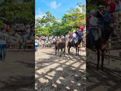 tarde de vaquillas 🐄🏇 en Colombia 🇨🇴.  #caballos #cabalgata #vaquillas