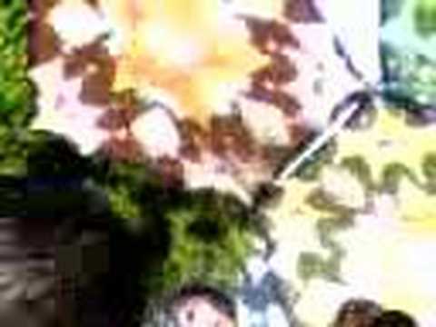 dino psaras blue experience