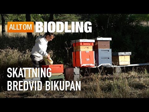 Skattning bredvid bikupan - Biodling