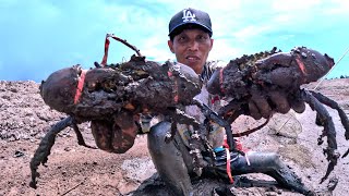 Download lagu Amazing... Finding many crabs stranded on a secret island. mp3 Download lagu Amazing... Finding many crabs stranded on a secret island. mp3