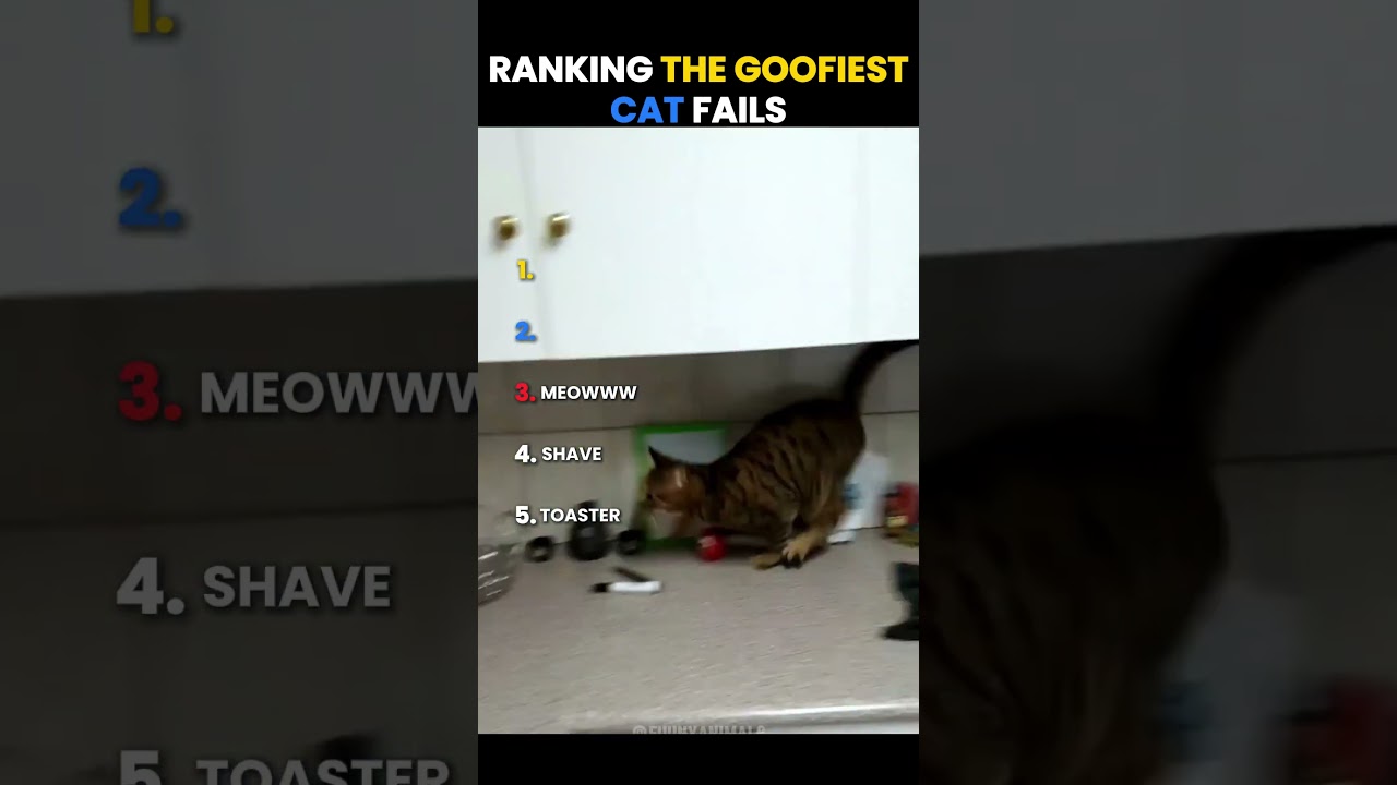 Ranking the Goofiest Cat Fails 🐈